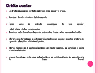   Las órbitas oculares son cavidades excavadas entre la cara y el cráneo.

   Ubicadas a derecha e izquierda de la línea media.

   Tienen      forma        de      pirámide        cuadrangular        de      base       anterior.

    En la órbita se estudian cuatro paredes.
   Superior o techo: formada por la porción horizontal del frontal y el ala menor del esfenoides.

   Inferior o piso: formada por la apófisis piramidal del maxilar superior, la apófisis orbitaria del
    cigomático y la apófisis orbitaria del palatino.

   Interna: formada por la apófisis ascendente del maxilar superior, los lagrimales y lamina
    orbitaria del etmoides.

   Externa: formada por el ala mayor del esfenoides y las apófisis orbitarias del cigomático y la
    del                                      hueso                                        frontal.
 