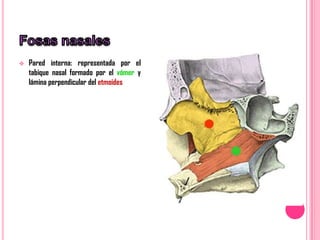    Pared interna: representada por el
    tabique nasal formado por el vómer y
    lámina perpendicular del etmoides
 