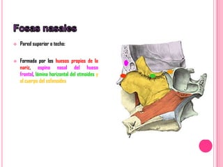    Pared superior o techo:


   Formada por los huesos propios de la
    nariz, espina nasal del hueso
    frontal, lámina horizontal del etmoides y
    el cuerpo del esfenoides
 
