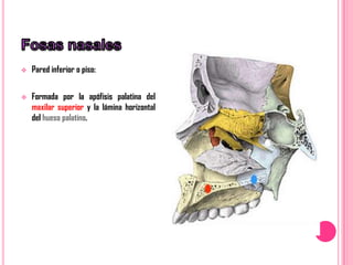    Pared inferior o piso:


   Formada por la apófisis palatina del
    maxilar superior y la lámina horizontal
    del hueso palatino.
 