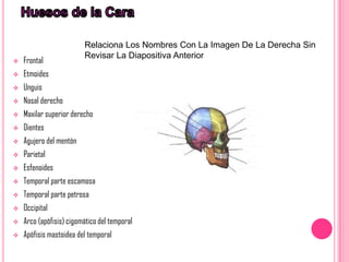Relaciona Los Nombres Con La Imagen De La Derecha Sin
                         Revisar La Diapositiva Anterior
   Frontal
   Etmoides
   Unguis
   Nasal derecho
   Maxilar superior derecho
   Dientes
   Agujero del mentón
   Parietal
   Esfenoides
   Temporal parte escamosa
   Temporal parte petrosa
   Occipital
   Arco (apófisis) cigomático del temporal
   Apófisis mastoidea del temporal
 