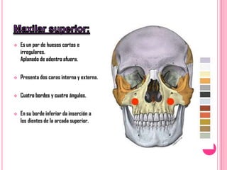    Es un par de huesos cortos e
    irregulares.
    Aplanado de adentro afuera.


   Presenta dos caras interna y externa.


   Cuatro bordes y cuatro ángulos.


   En su borde inferior da inserción a
    los dientes de la arcada superior.
 