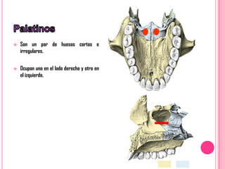    Son un par de huesos cortos e
    irregulares.


   Ocupan uno en el lado derecho y otro en
    el izquierdo.
 