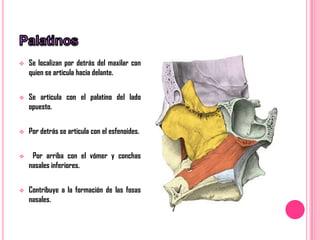    Se localizan por detrás del maxilar con
    quien se articula hacia delante.


   Se articula con el palatino del lado
    opuesto.


   Por detrás se articula con el esfenoides.


    Por arriba con el vómer y conchas
    nasales inferiores.


   Contribuye a la formación de las fosas
    nasales.
 