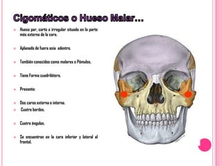    Hueso par, corto e irregular situado en la parte
    más externa de la cara.

   Aplanado de fuera asia adentro.

   También conocidos como malares o Pómulos.

   Tiene Forma cuadrilátera.

   Presenta:

   Dos caras externa e interna.
   Cuatro bordes.

   Cuatro ángulos.

   Se encuentran en la cara inferior y lateral al
    frontal.
 