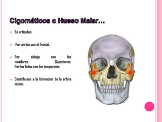    Se articulan:


   Por arriba con el frontal.


   Por         debajo        con        los
    maxilares                    Superiores.
    Por los lados con los temporales.


   Contribuyen a la formación de la órbita
    ocular.
 
