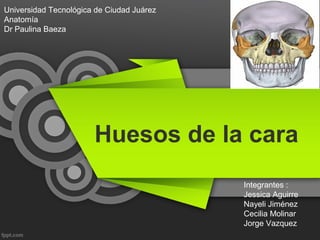 Universidad Tecnológica de Ciudad Juárez
Anatomía
Dr Paulina Baeza




                       Huesos de la cara
                                           Integrantes :
                                           Jessica Aguirre
                                           Nayeli Jiménez
                                           Cecilia Molinar
                                           Jorge Vazquez
 