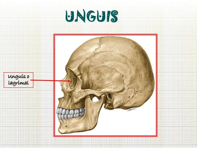 Huesos de la cara