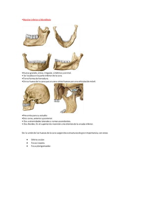 •Maxilar Inferior o Mandíbula:
•Hueso grande, único, irregular, simétrico ycentral.
• Se localiza enla parte inferior de la cara.
•Tiene forma de herradura.
•Único huesode la cara que se une a otros huesos por una articulaciónmóvil.
•Presenta para su estudio:
•Dos caras, anterior yposterior.
• Dos extremidades laterales o ramas ascendentes.
• Dos Bordes. En el superior da inserción a los dientesde la arcada inferior.
De la uniónde los huesos de la cara surgendos estructurasde granimportancia, son estas:
 Orbita ocular.
 Fosas nasales.
 Fosa pterigomaxilar.
 