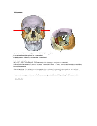 •Orbita ocular:
•Las órbitasoculares soncavidades excavadasentre la cara yel cráneo.
•Ubicadasa derecha e izquierda de la línea media.
•Tiene forma de pirámide cuadrangular de base anterior.
En la órbita se estudian cuatroparedes.
•Superior o techo:formada por la porciónhorizontaldel frontal yel ala menor del esfenoides.
•Inferior o piso:formada por la apófisis piramidal del maxilarsuperior, la apófisis orbitaria del cigomático yla apófisis
orbitaria del palatino.
•Interna:formada por la apófisisascendente delmaxilar superior,los lagrimales ylamina orbitaria del etmoides.
• Externa:formada por el alamayor del esfenoides ylas apófisisorbitarias del cigomático yla del huesofrontal.
• Fosas nasales:
 