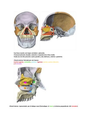 •Las fosas nasales son largos corredores aplanados.
•Transversalmente situados a derecha e izquierda de la línea media.
•Cada una de ellos presenta cuatro paredes y dos aberturas, anterior y posterior.
•Pared externa: formada por seis huesos:
maxilarsuperior, esfenoides, palatino, lagrimal, conchas nasales inferiores
y el etmoides.
•Pared interna: representada por el tabique nasal (formadopor el vómer y la lámina perpendicular del etmoides).
 