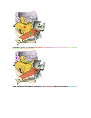 Pared superior o techo: formada por los huesos propios de la nariz, espina nasal del hueso frontal, lámina horizontal
deletmoides y el cuerpo del esfenoides.
•Pared inferior o piso: formadapor la apófisis palatina delmaxilarsuperior y la lámina horizontal del hueso palatino.
 