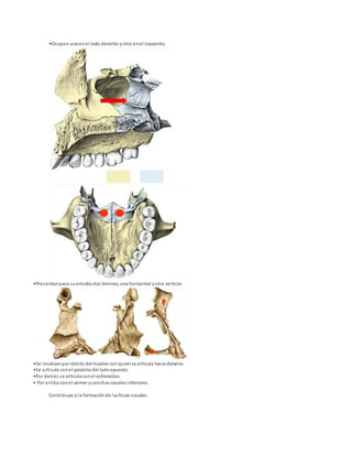 •Ocupan unoen el lado derecho yotro enel izquierdo.
•Presentanpara suestudio dos láminas, una horizontal yotra vertical.
•Se localizanpor detrás delmaxilar conquiense articula hacia delante.
•Se articula conel palatinodel ladoopuesto.
•Por detrás se articula conel esfenoides.
• Por arriba conel vómer y conchas nasalesinferiores.
Contribuye a la formaciónde lasfosas nasales.
 