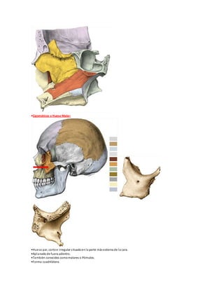 •Cigomáticos o Hueso Malar:
•Hueso par, cortoe irregular situadoenla parte másexterna de la cara.
•Aplanadode fuera adentro.
•También conocidos comomalares o Pómulos.
•Forma cuadrilátera.
 