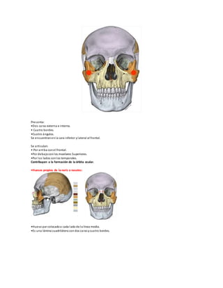 Presenta:
•Dos caras externa e interna.
• Cuatro bordes.
•Cuatro ángulos.
Se encuentranenla cara inferior ylateral al frontal.
Se articulan:
• Por arriba conel frontal.
•Por debajoconlos maxilares Superiores.
•Por los lados conlos temporales.
Contribuyen a la formación de la órbita ocular.
•Huesos propios de la nariz o nasales:
•Hueso par colocadoa cada lado de la línea media.
•Es una lámina cuadrilátera con dos carasycuatro bordes.
 