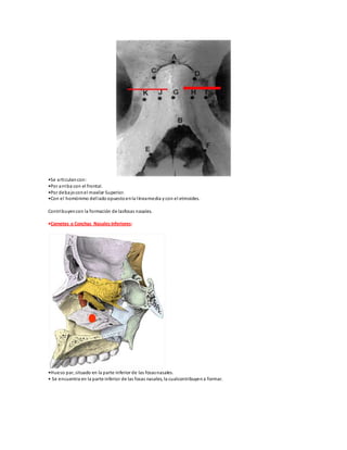 •Se articulancon:
•Por arriba con el frontal.
•Por debajoconel maxilar Superior.
•Con el homónimo dellado opuestoenla líneamedia y con el etmoides.
Contribuyencon la formación de lasfosas nasales.
•Cornetes o Conchas Nasales Inferiores:
•Hueso par, situado en la parte inferior de las fosasnasales.
• Se encuentra en la parte inferior de las fosas nasales, la cualcontribuyena formar.
 