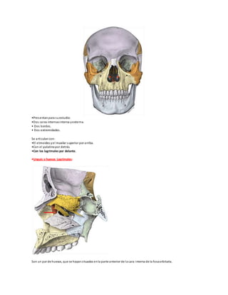 •Presentanpara suestudio:
•Dos caras internasinterna yexterna.
• Dos bordes.
• Dos extremidades.
Se articulancon:
•El etmoides yel maxilar superior por arriba.
•Con el palatinopor detrás.
•Con los lagrimales por delante.
•Unguis o huesos Lagrimales:
Son un par de huesos, que se hayansituados enla parte anterior de la cara interna de la fosaorbitaria.
 