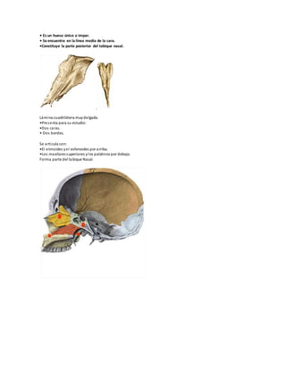 • Es un hueso único o impar.
• Se encuentra en la línea media de la cara.
•Constituye la parte posterior del tabique nasal.
Lámina cuadrilátera muydelgada.
•Presenta para su estudio:
•Dos caras.
• Dos bordes.
Se articula con:
•El etmoides yel esfenoides por arriba.
•Los maxilaressuperiores ylos palatinos por debajo.
Forma parte del tabique Nasal.
 