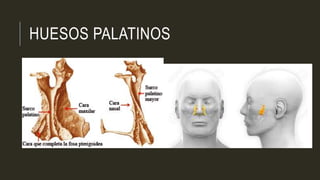 HUESOS PALATINOS
 