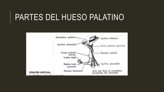 PARTES DEL HUESO PALATINO
 
