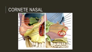 CORNETE NASAL
 