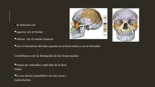 •Se articulan con:
•superior con el frontal.
•inferior con el maxilar Superior.
•Con el homónimo del lado opuesto en la línea media y con el etmoides.
Contribuyen con la formación de las fosas nasales.
•Hueso par colocado a cada lado de la línea
media
•Es una lámina cuadrilátera con dos caras y
cuatro bordes.
 