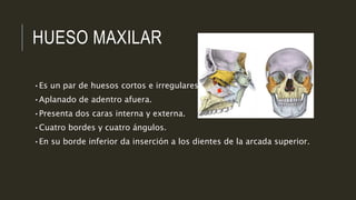 HUESO MAXILAR
•Es un par de huesos cortos e irregulares.
•Aplanado de adentro afuera.
•Presenta dos caras interna y externa.
•Cuatro bordes y cuatro ángulos.
•En su borde inferior da inserción a los dientes de la arcada superior.
 