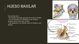 HUESO MAXILAR
Se articula con:
•El maxilar del lado opuesto en la línea media.
•Con el frontal y el etmoides y los huesos
propios de la nariz por arriba.
•Los palatinos y el vómer hacia el medio y por
detrás.
 