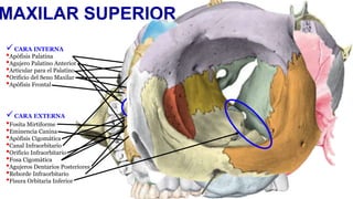 Huesos de la Cara 1. Maxilar Superior, Cigomático, Propio de la Nariz.pptx
