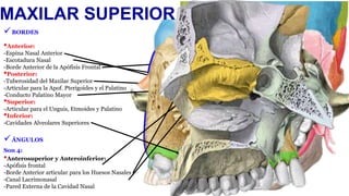 Huesos de la Cara 1. Maxilar Superior, Cigomático, Propio de la Nariz.pptx