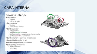 HUESOS DE LA CARA COMPLETO power point.. | PDF