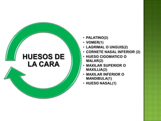 HUESOS DE
LA CARA

•
•
•
•
•

PALATINO(2)
VOMER(1)
LAGRIMAL O UNGUIS(2)
CORNETE NASAL INFERIOR (2)
HUESO CIGOMATICO O
MALAR(2)
• MAXILAR SUPERIOR O
MAXILLIA(2)
• MAXILAR INFERIOR O
MANDIBULA(1)
• HUESO NASAL(1)

 