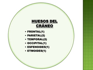 HUESOS DEL
CRÁNEO
•
•
•
•
•
•

FRONTAL(1)
PARIETAL(2)
TEMPORAL(2)
OCCIPITAL(1)
ESFENOIDES(1)
ETMOIDES(1)

 