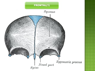 FRONTAL(1)

 