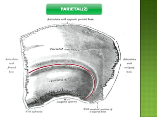 PARIETAL(2)

 