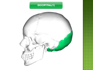 OCCIPITAL(1)

 