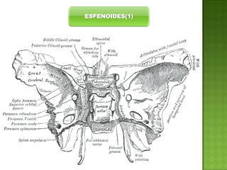 ESFENOIDES(1)

 