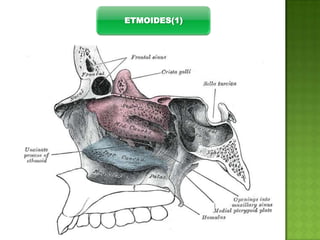 ETMOIDES(1)

 