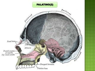 PALATINO(2)

 