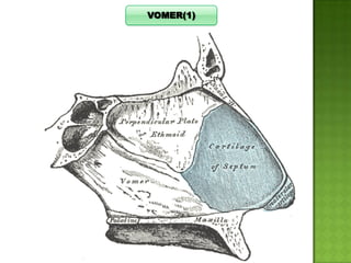 VOMER(1)

 