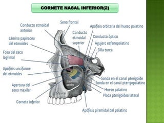 CORNETE NASAL INFERIOR(2)

 