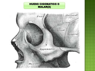 HUESO CIGOMATICO O
MALAR(2)

 