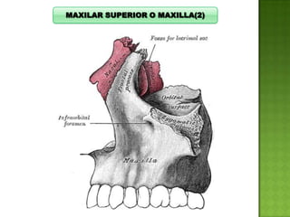 MAXILAR SUPERIOR O MAXILLA(2)

 