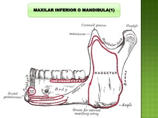 MAXILAR INFERIOR O MANDIBULA(1)

 