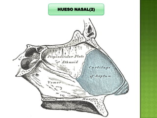 HUESO NASAL(2)

 