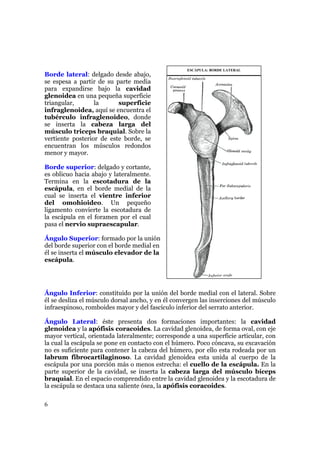Huesos De La Cintura Escapular 09 | PDF