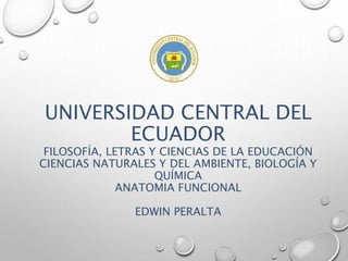 UNIVERSIDAD CENTRAL DEL
ECUADOR
FILOSOFÍA, LETRAS Y CIENCIAS DE LA EDUCACIÓN
CIENCIAS NATURALES Y DEL AMBIENTE, BIOLOGÍA Y
QUÍMICA
ANATOMIA FUNCIONAL
EDWIN PERALTA
 