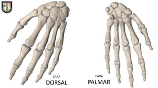 CARA
PALMAR
CARA
DORSAL
 