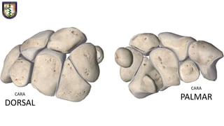 CARA
DORSAL
CARA
PALMAR
 