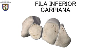 FILA INFERIOR
CARPIANA
WILMAN FLORES
FACULTAD DE MEDICINA
 
